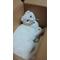 *WhiteCat*