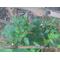 [V:476A]家庭[V:476A]菜園[V:476A]