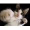 ニ代目猿亀一家