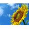 ＳｕｎＦｌｏｗｅｒ[D:F89F]