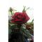 紅薔薇海賊団