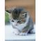 [A:F465]ねこ[A:F469]ねこ[A:F465]