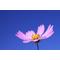 §Flower§