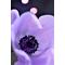 [V:4752]ひみちゅの花園[V:4752]